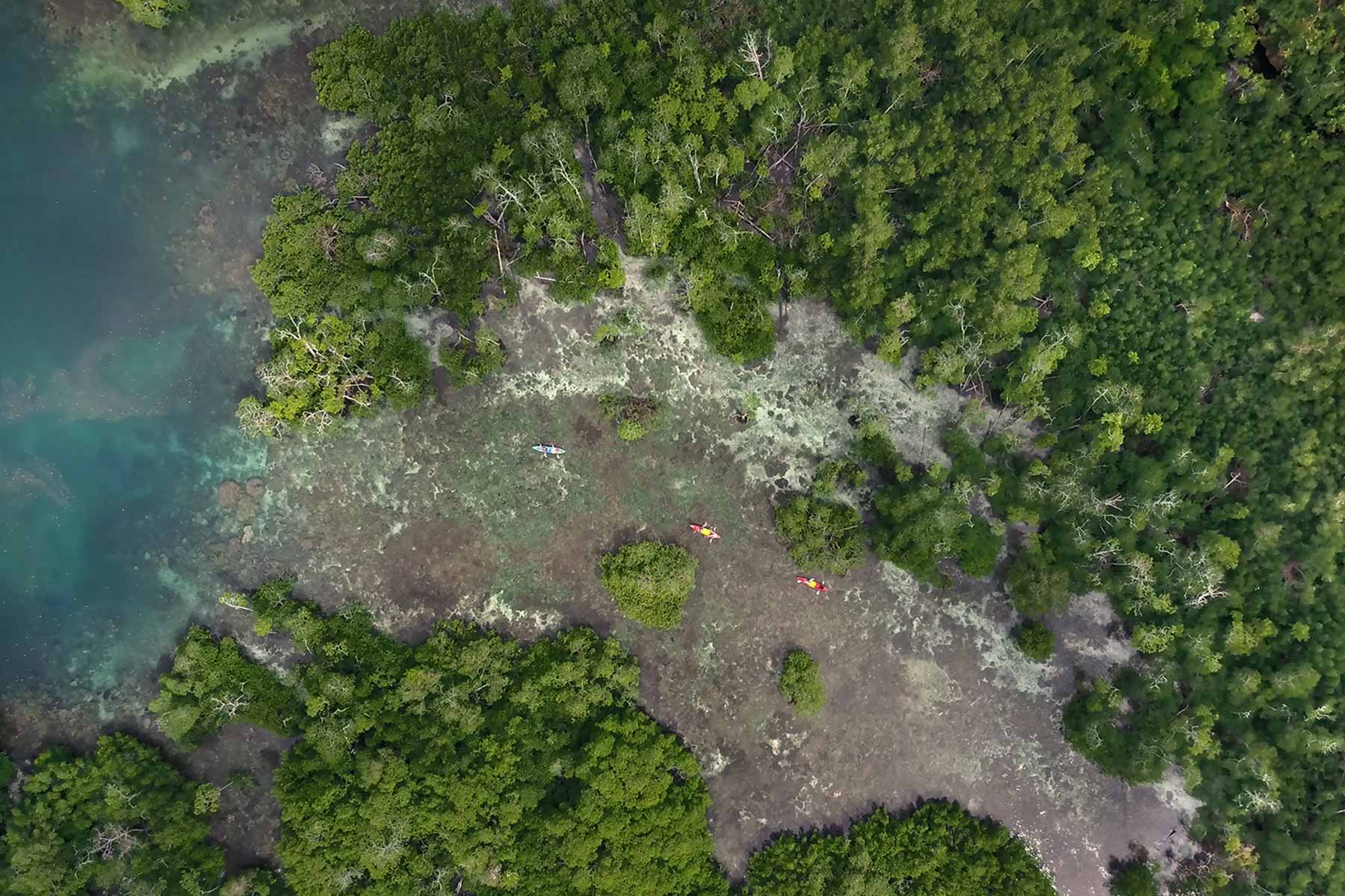 An overhead view of people kayaking through a mangrove forest